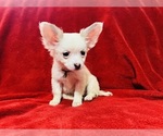 Puppy Spark Papillon