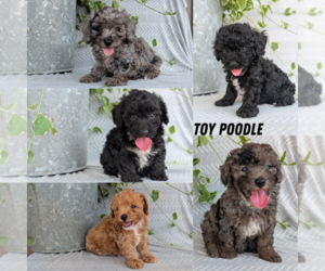 Poodle (Toy) Litter for sale in GOSHEN, IN, USA