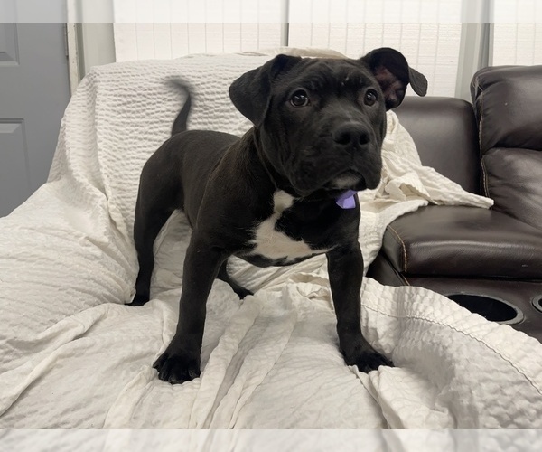 Medium Photo #2 American Bully Puppy For Sale in REESEVILLE, WI, USA