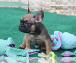Small #6 French Bulldog