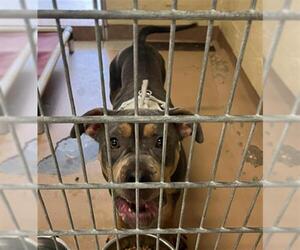 American Pit Bull Terrier Dogs for adoption in Texas City, TX, USA