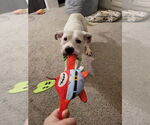 Small #28 Boxer Mix
