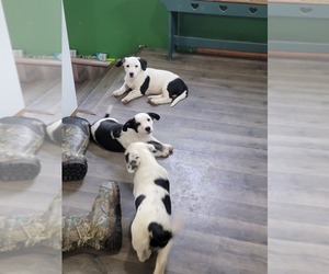 Dalmatian-Pembroke Welsh Corgi Mix Puppy for sale in BUFFALO CENTER, IA, USA
