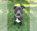 Small #4 American Pit Bull Terrier