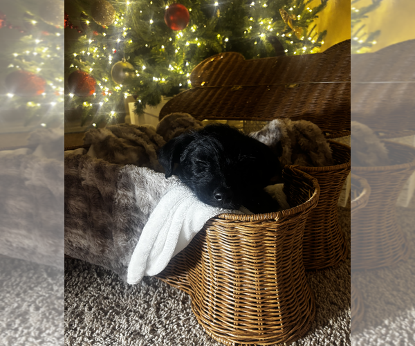 Medium Photo #3 Poodle (Standard)-Unknown Mix Puppy For Sale in Plainfield, IL, USA