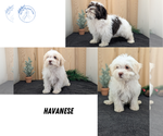 Small #7 Havanese