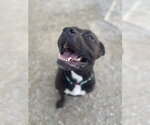 Zeus Maximus - Male Mutt Dog for Adoption - Small photo