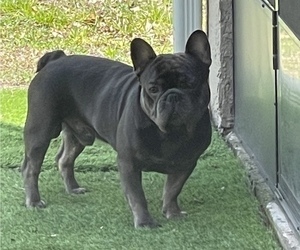 Father of the French Bulldog puppies born on 04/08/2025