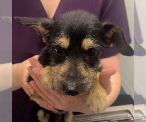 Medium Photo #1 Chihuahua-Unknown Mix Puppy For Sale in Chico, CA, USA