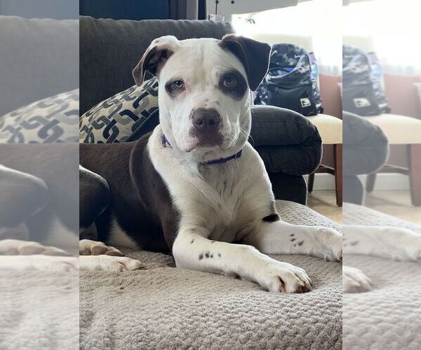 Medium Photo #3 Mutt Puppy For Sale in Candler, NC, USA