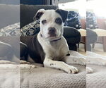Small #2 Mutt