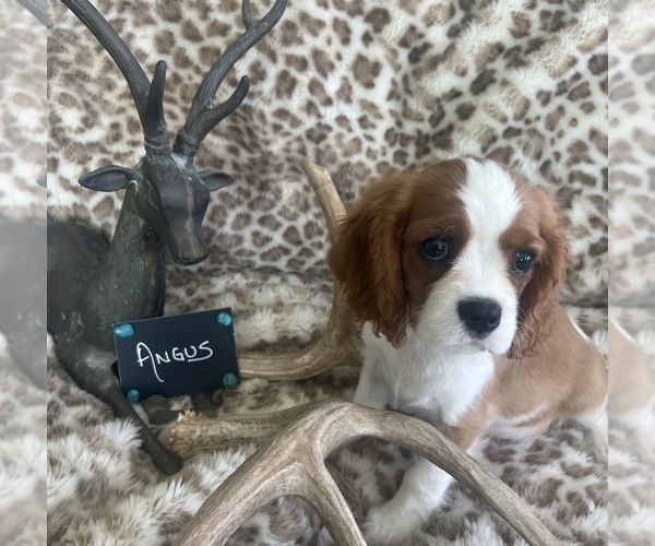 Medium Photo #2 Cavalier King Charles Spaniel Puppy For Sale in ABILENE, TX, USA