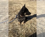 Small #2 German Shepherd Dog