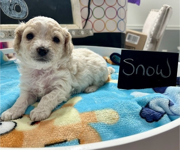 Medium Photo #12 YorkiePoo Puppy For Sale in MONTGOMERY VILLAGE, MD, USA