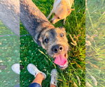 Small #1 Mutt