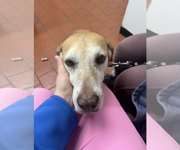 Medium Photo #2 Mutt Puppy For Sale in Stratham, NH, USA