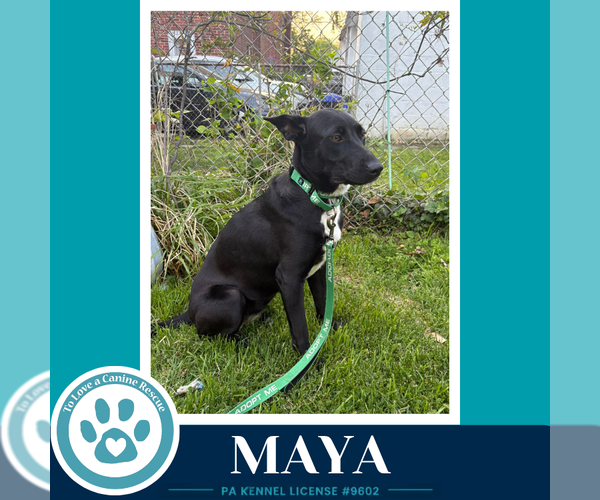 Medium Photo #2 Labrador Retriever-Unknown Mix Puppy For Sale in Kimberton, PA, USA
