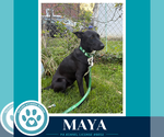 Small #1 Labrador Retriever Mix