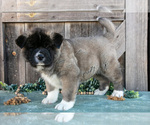 Puppy sarge Akita