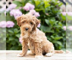 Goldendoodle (Miniature) Puppy for sale in LEOLA, PA, USA