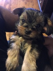 Morkie Puppy for sale in NEWARK, NJ, USA