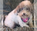 Small #1 Cockapoo