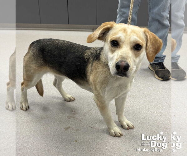 Medium Photo #1 Labrador Retriever-Unknown Mix Puppy For Sale in Washington, DC, USA