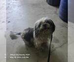 Small Shih Tzu Mix