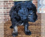 Small #7 Aussiedoodle