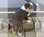 Small Photo #1 Australian Shepherd Puppy For Sale in SHELBY, NC, USA