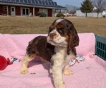 Puppy 1 Cocker Spaniel