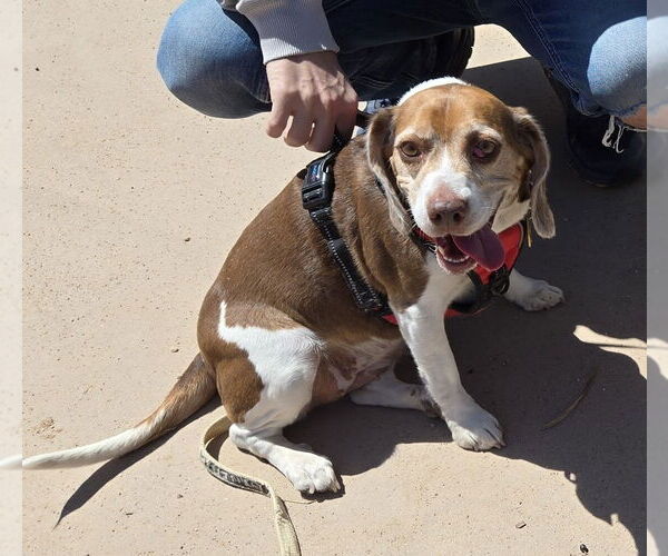 Medium Photo #3 Beagle Puppy For Sale in Tucson, AZ, USA