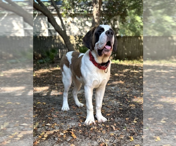 Medium Photo #1 Saint Bernard Puppy For Sale in DESTIN, FL, USA