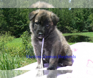 German Shepherd Dog Puppy for sale in PIEDMONT, MO, USA