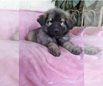 Small Photo #2 German Shepherd Dog Puppy For Sale in YUCCA VALLEY, CA, USA