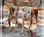 Small #1 American Pit Bull Terrier Mix