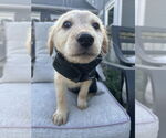 Small #2 Mutt