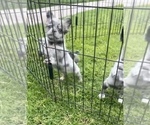 Small Photo #28 French Bulldog Puppy For Sale in DETROIT, MI, USA