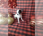 Small Photo #2 Chihuahua Puppy For Sale in INDIANAPOLIS, IN, USA