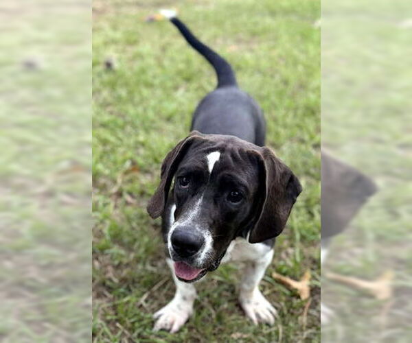 Medium Photo #4 Basset Hound-Unknown Mix Puppy For Sale in Deepwater, NJ, USA