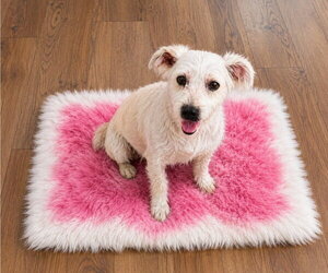 Maltese Dogs for adoption in Sanford, FL, USA