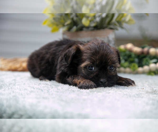 Medium Photo #19 Shorkie Tzu Puppy For Sale in BERNE, IN, USA