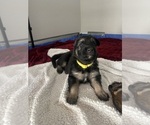 Small #2 German Shepherd Dog