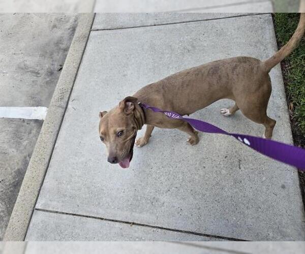Medium Photo #1 American Pit Bull Terrier-Unknown Mix Puppy For Sale in Houston, TX, USA