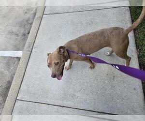 American Pit Bull Terrier-Unknown Mix Dogs for adoption in Houston, TX, USA