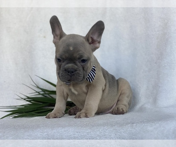 Medium Photo #1 French Bulldog Puppy For Sale in EAST EARL, PA, USA