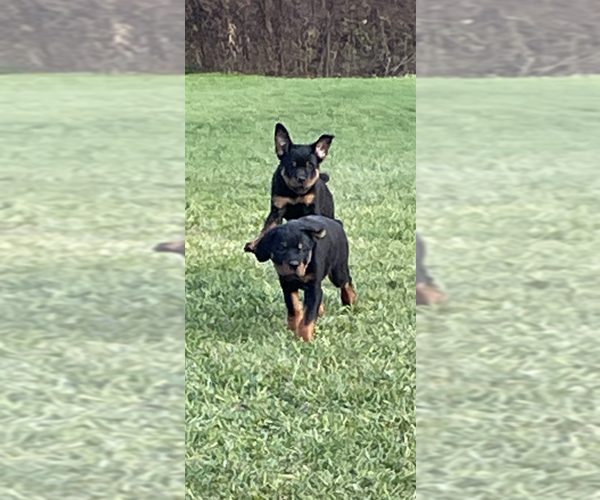 Medium Photo #3 Rottweiler Puppy For Sale in ELLENVILLE, NY, USA