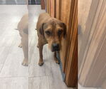 Small #6 Redbone Coonhound-Rhodesian Ridgeback Mix