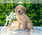 Small #1 Golden Retriever