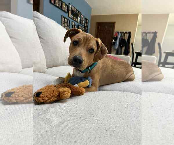 Medium Photo #1 Mutt Puppy For Sale in Fenton, MO, USA